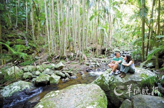 前往神秘的丹翠雨林，領略原始雨林的生動與深邃(昆士蘭旅游局供圖)