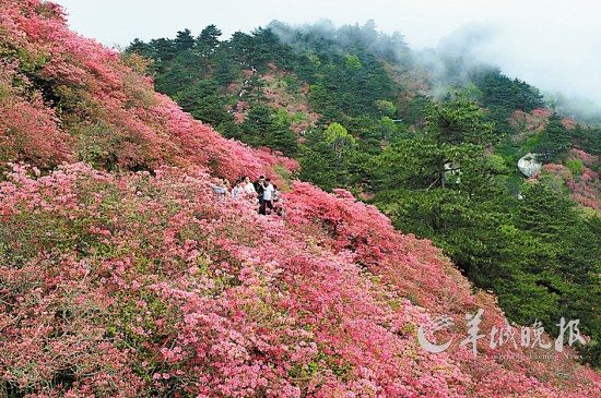 　　湖北麻城龜峰山10萬畝連片野生杜鵑。