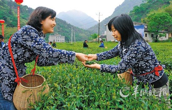 　　名茶六安瓜片原產(chǎn)地,游客身穿采茶女服裝在茶園體驗采摘新茶的樂趣。