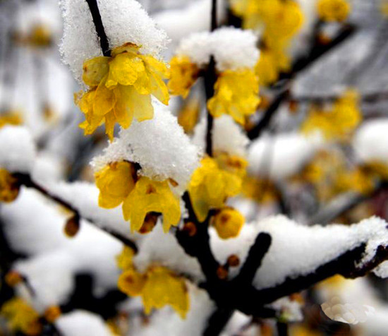 第三屆鄢陵臘梅文化節(jié)盛大開(kāi)幕邀您來(lái)