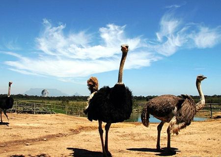 春節(jié)去哪兒？出游地圖告訴您！