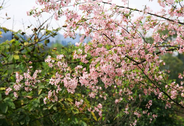 春享峨眉，樂游其中，且玩且珍惜