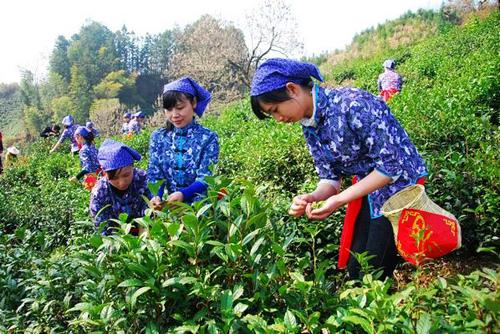 四月春茶香 尋茶訪(fǎng)水游煙雨江南