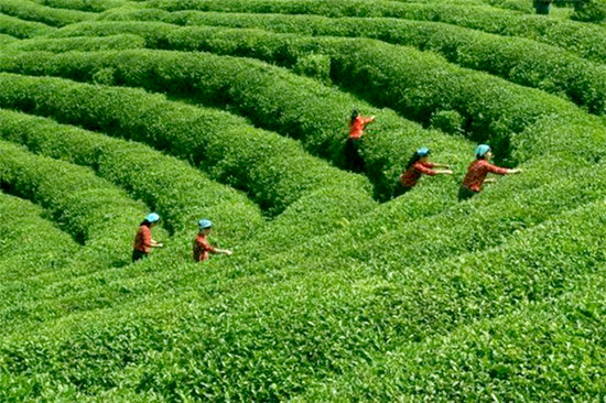 四月春茶香 尋茶訪(fǎng)水游煙雨江南