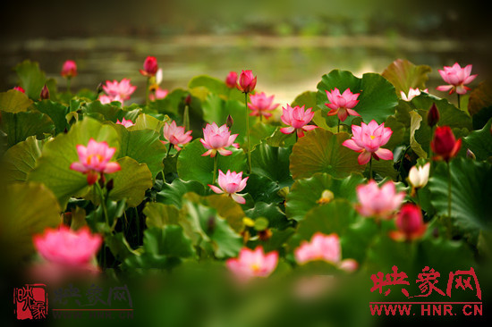 7月5日,第七屆淮陽(yáng)荷花節(jié)將于7月8日正式拉開(kāi)序幕。