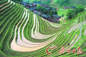 　　龍勝梯田錯(cuò)落有致。