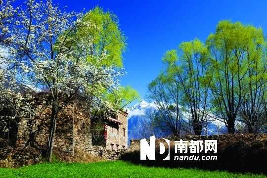 　　三月里,川西北的梨花盛放,寨子、碉樓、梨花……構(gòu)成最美的丹巴風(fēng)光。