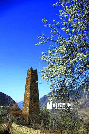 　　丹巴的碉樓與梨花互相輝映。