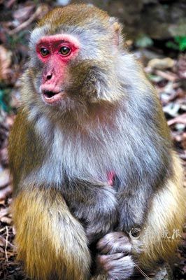 　　金鞭溪四周也是野猴的聚集地。