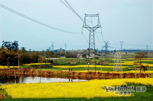 　　三月是川西平原油菜花盛開的季節(jié)。(圖片來源:CFP)