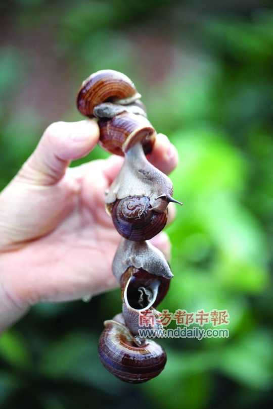 廣西的野生蝸牛追求原汁原味，做法也非常精簡(jiǎn)。