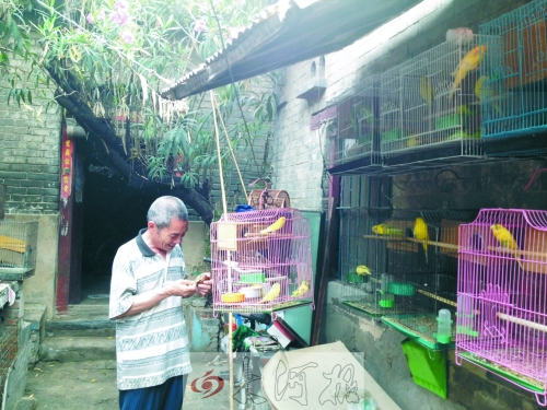 郭家大院的看護(hù)人郭天育老人在給鸚鵡喂食，對大院，他很不舍。