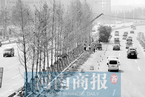 　西三環(huán)化工路，工人正在車道中間種植銀杏樹