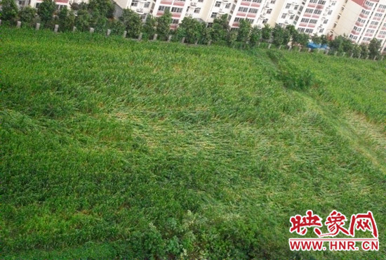 據(jù)映象網(wǎng)網(wǎng)友趙冠召反映，8月7日下午鄭州高新技術(shù)開發(fā)區(qū)突降暴雨冰雹，致使附近農(nóng)田近三分之一玉米倒伏