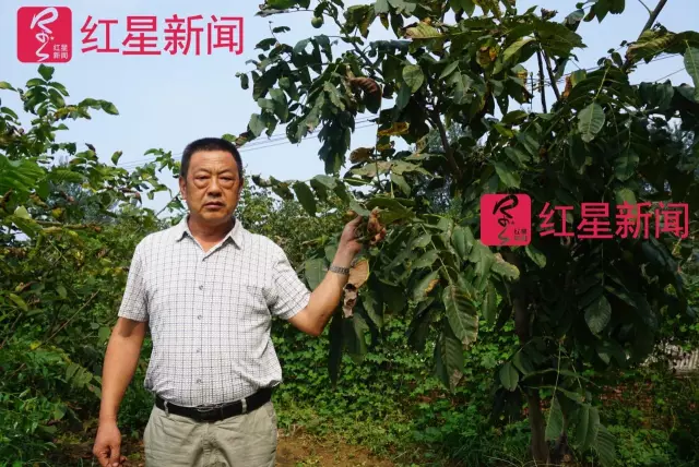 文玩核桃遇冷由幾萬一對降到5元沒人要？商戶否認(rèn)