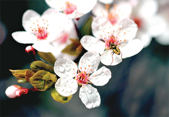 山杏報春，蜜蜂出動