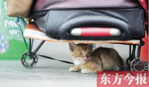 昨日，鄭州火車站廣場。一只小貓鉆到了行李下躲避烈日