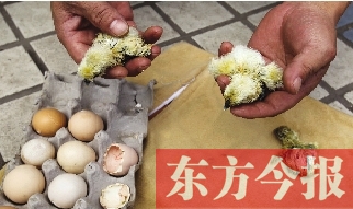 昨天上午，鄭州市紫東苑小區(qū)一住戶家的烏雞蛋竟然孵出了小雞