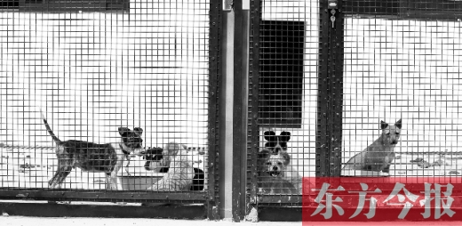 被主人遺棄的小狗暫時(shí)寄居在鄭州市犬只收容中心內(nèi)，如果沒有人來(lái)認(rèn)領(lǐng)，他們將被處以安樂死