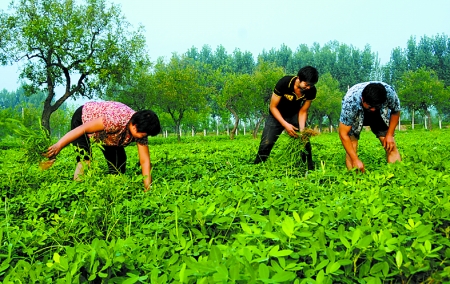 7月16日，內(nèi)黃縣后河鎮(zhèn)余莊村村民在花生地里除草。