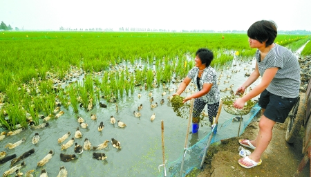8月4日，濮陽(yáng)縣稻米專業(yè)合作社的社員在稻田喂鴨。
