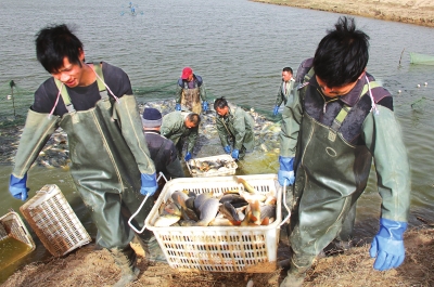 3月18日，漁民在溫縣黃河鯉魚生態(tài)養(yǎng)殖基地捕魚，近日，溫縣3000畝黃河鯉魚生態(tài)養(yǎng)殖基地的頭茬魚開始