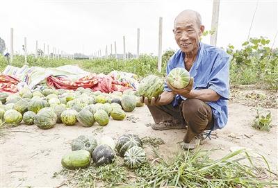 種的是“三白瓜”，長出來的瓜非常雜，其中最多的是本地甜面瓜，俗稱“一窩猴”