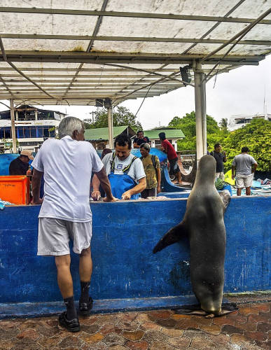 海獅變魚攤?？?排隊“購買”金槍魚