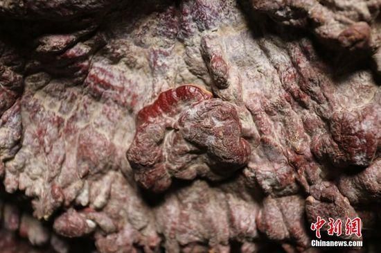 鄭州現(xiàn)巨型靈芝 最大直徑1.5米生長年份超過200年 鄭州現(xiàn)巨型靈芝 最大直徑1.5米生長年份超過200年