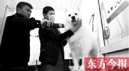 昨天，鄭州城管首次進寵物店清查無證犬只
