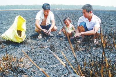 　村民為挽回一點(diǎn)損失，只得撿拾一些燒焦的麥穗。
