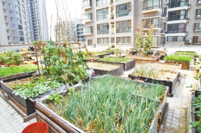  小區(qū)3層商鋪的樓頂是個大平臺，個人圍起來的“小菜園”約有50多個。