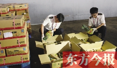 昨日，檢驗(yàn)檢疫人員正對剛從臺灣進(jìn)口的水果進(jìn)行檢驗(yàn)