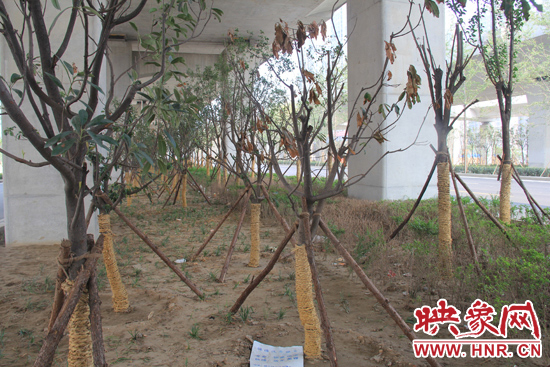 北三環(huán)經(jīng)三路橋下種的樹(shù)木有的葉子已經(jīng)干枯。