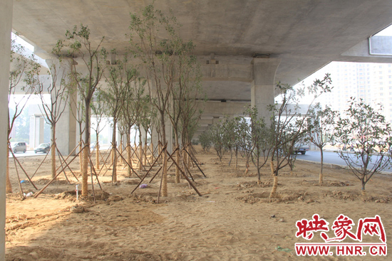 中州大道高架橋下新栽種的樹(shù)木。