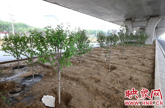 西三環(huán)淮河路立交橋下,新栽種的六七十棵枇杷樹(shù)。