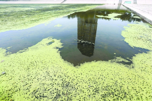 幾近干涸、臭氣熏天、長(zhǎng)滿水草的東風(fēng)渠，已不見往日容顏　 記者 侯建勛/攝