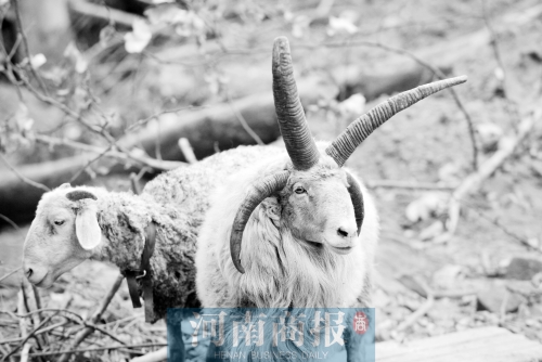 “咩……我的原主人說(shuō)，他養(yǎng)了一輩子羊，也沒(méi)見(jiàn)過(guò)我這種情況”