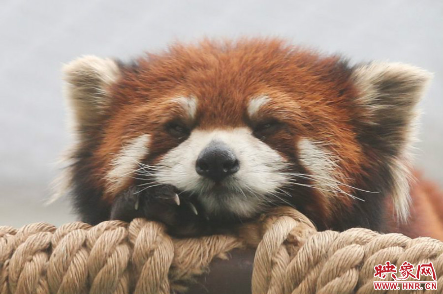 小熊貓在世界各動物園中是相當(dāng)受歡迎的動物。