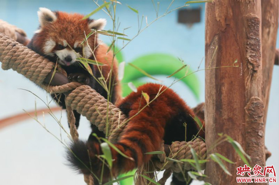 憨態(tài)可掬的小熊貓備受小朋友們的喜愛。