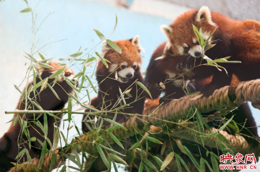 18只小熊貓正在進食。