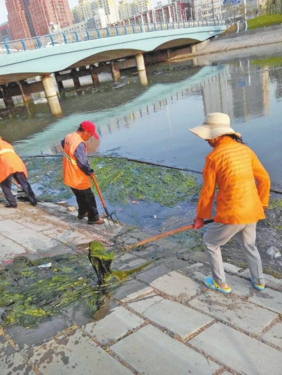 每天出動(dòng)六十人次進(jìn)行打撈，也難以遏制綠藻蔓延。
