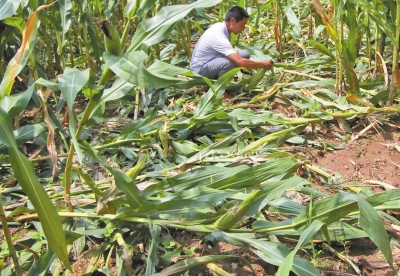 甕峪村一莊稼地，被野豬糟蹋的玉米。