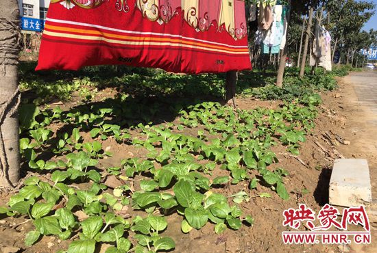 西四環(huán)中原路交叉口，大片生態(tài)廊道被毀，變成私家菜園。