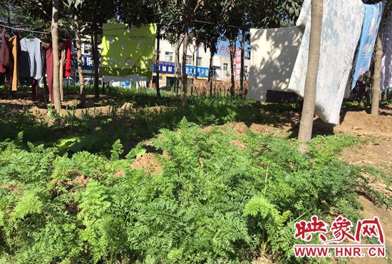 西四環(huán)中原路交叉口，大片生態(tài)廊道被毀，變成私家菜園。