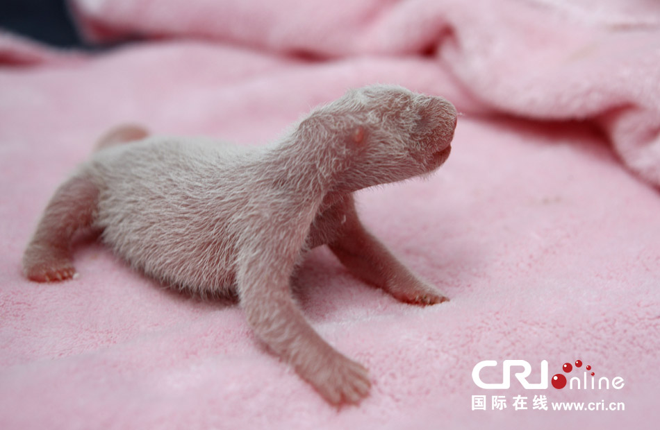 2013年7月11日，成都大熊貓繁育研究基地月亮產(chǎn)房，新生大熊貓寶寶在育嬰箱里憨態(tài)可掬。