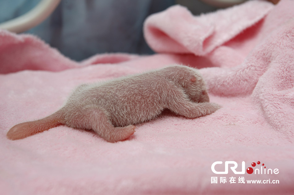2013年7月11日，成都大熊貓繁育研究基地月亮產(chǎn)房，新生大熊貓寶寶在育嬰箱里憨態(tài)可掬。