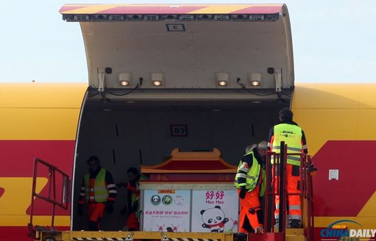 大熊貓“好好”抵達布魯薩爾國際機場。記者 付敬 攝