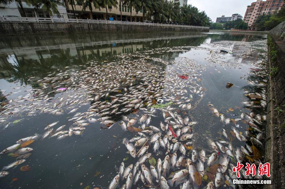 ?？诿郎岷蝇F(xiàn)大面積死魚(yú) 河面蔓延超一公里長(zhǎng)