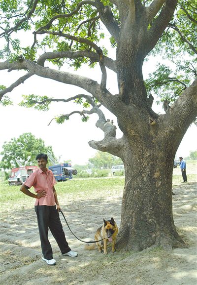 兩名少女在這棵樹(shù)上被吊死。